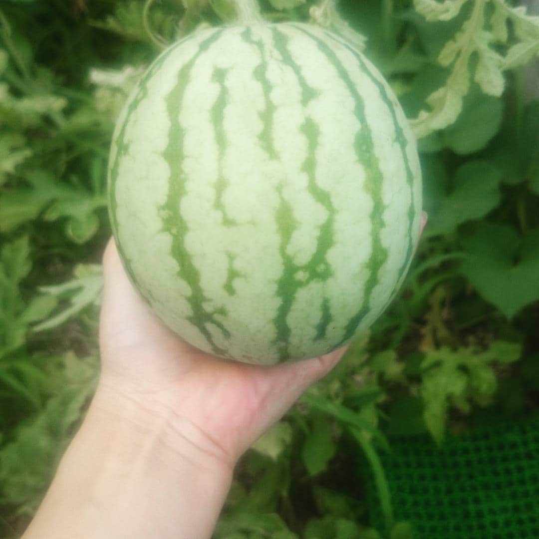 平井絵巳さんのインスタグラム写真 - (平井絵巳Instagram)「Home made  watermelon 🍉 実家の普通なお庭で育っているスイカ！🍉 もっと大きくなぁれ!!!!!!!! #スイカ#watermelon#melon d'eau#cute#」7月20日 14時50分 - emiiiii_hra