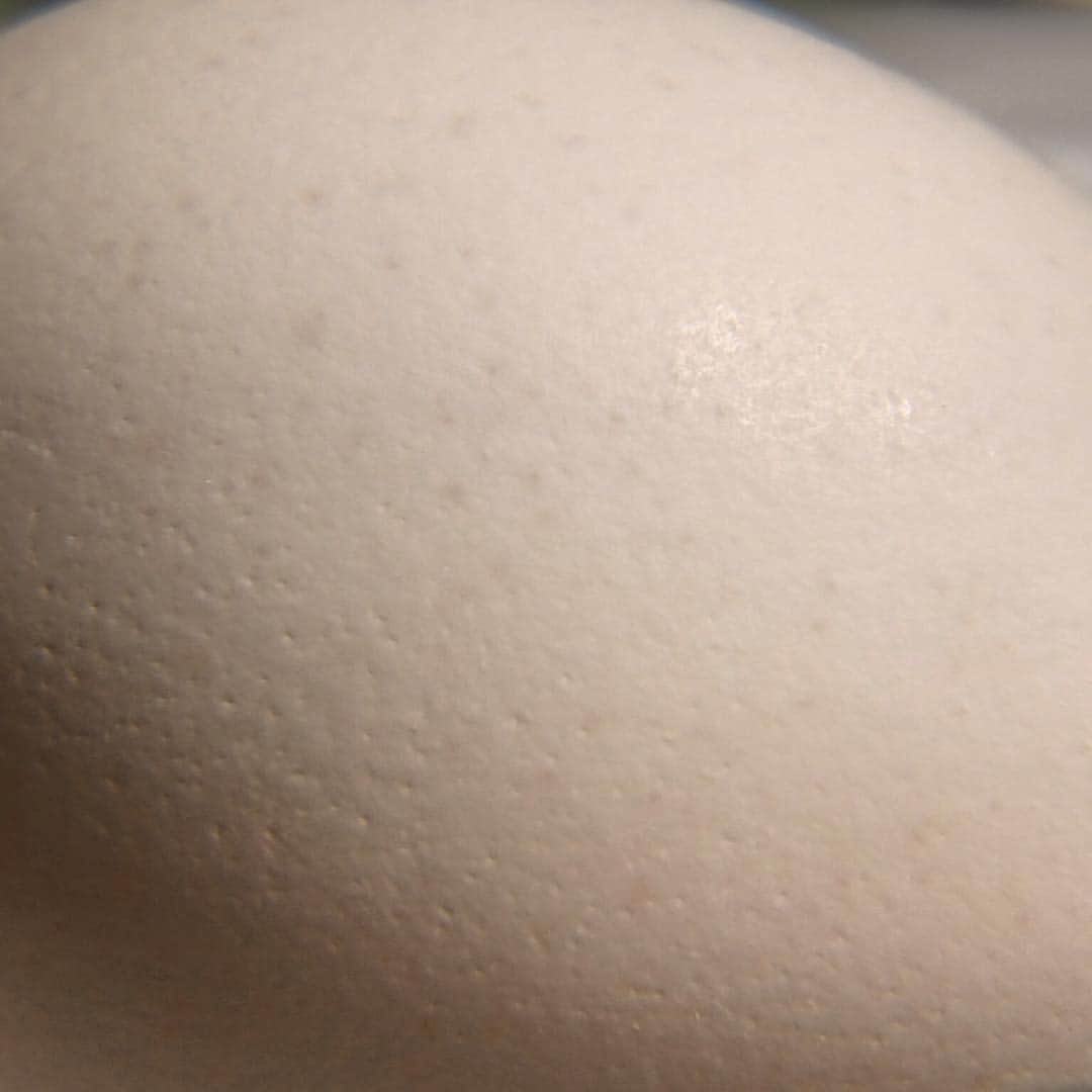 孫六さんのインスタグラム写真 - (孫六Instagram)「これが本物の卵肌  #food #egg #料理 #卵 #まごしゃわ」7月20日 15時48分 - magorokushowertv