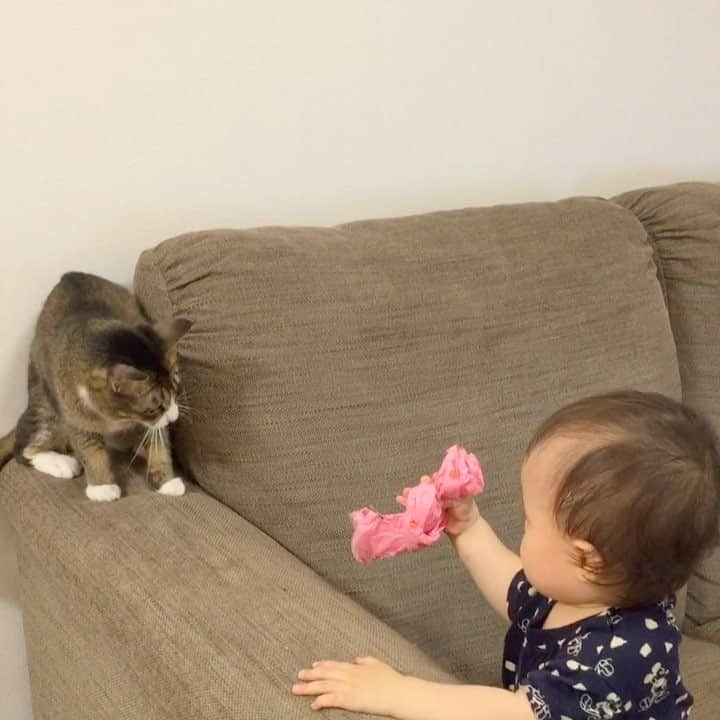 ちゃんゆのインスタグラム：「. この遊び#エンドレス 👶🏻🐈 . #赤ちゃんと猫#なかよし#癒し#姉弟 #赤ちゃんと猫のいる生活#ニャンダフルベイビー」