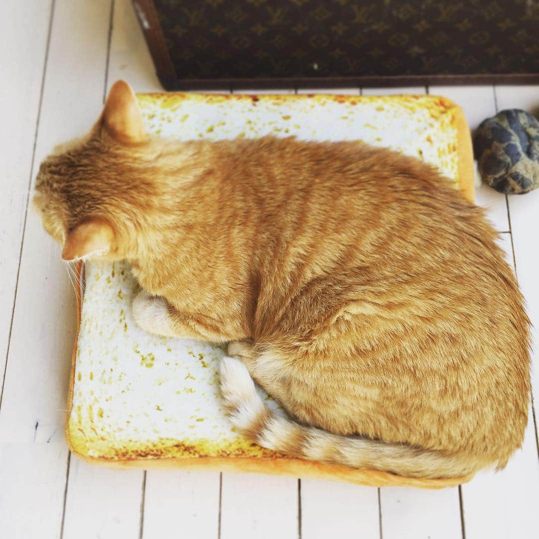 とよた真帆さんのインスタグラム写真 - (とよた真帆Instagram)「食パンに猫でおやすみなさい🙂💤 #神様 #猫 を#作ってくださり#ありがとう💓  #ここまで#生きてこれた のは#ぬこ 様の#おかげです#グラッチェ #パンクッション #猫ディップ#味は #まずいと思うよ？（笑）#happy #love #family #cat#catstagram #instacat #cute #likes」7月20日 21時20分 - maho_toyota