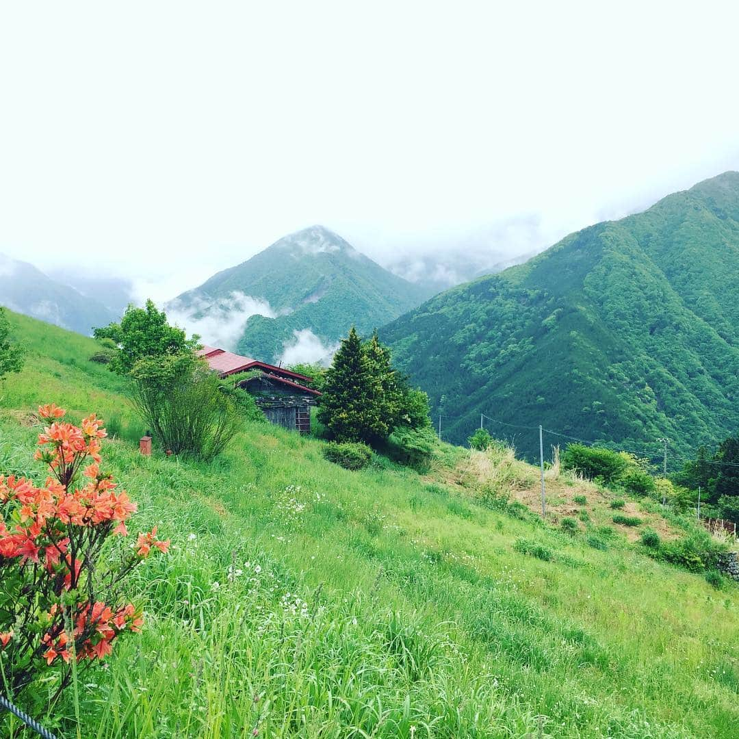 とよた真帆さんのインスタグラム写真 - (とよた真帆Instagram)「NHK趣味どきっ！山あいの里  遠山郷  月曜日放送  #NHK #番組 #趣味どきっ！#日本 の#アルプス#長野#遠山郷 #旅#ヨーロレィホー#24日#放送ですってよ#mountain #japan #nagano ＃アルプス#green #flower #trip #あの人と#行きたいな」7月20日 22時28分 - maho_toyota