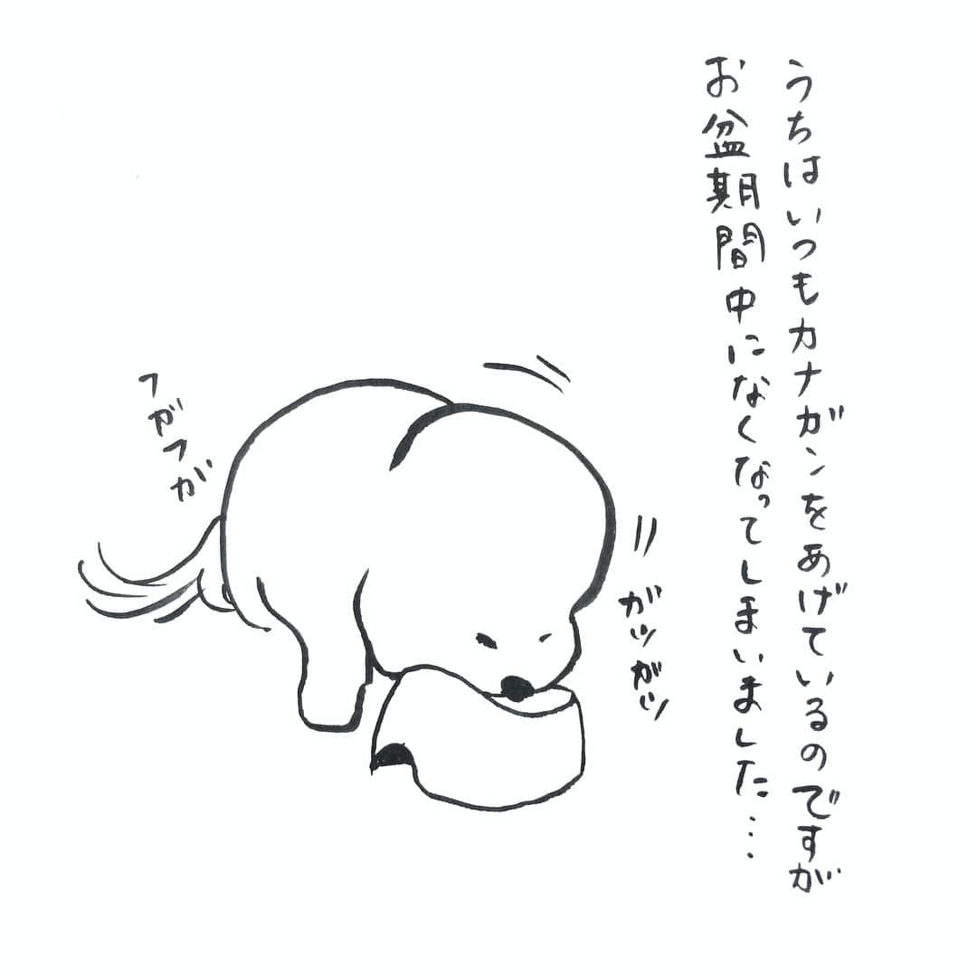 カズオPのインスタグラム：「今日は4コマ漫画風にしてみました。 タイトル「ポロの主張」 #ビションフリーゼ #ビションフリーゼ子犬 #ビション #ポロさん #4コマ漫画風 #bichonstagram #bichonlove #dogstagram #bichon #bichonfrisé  #비숑프리제」