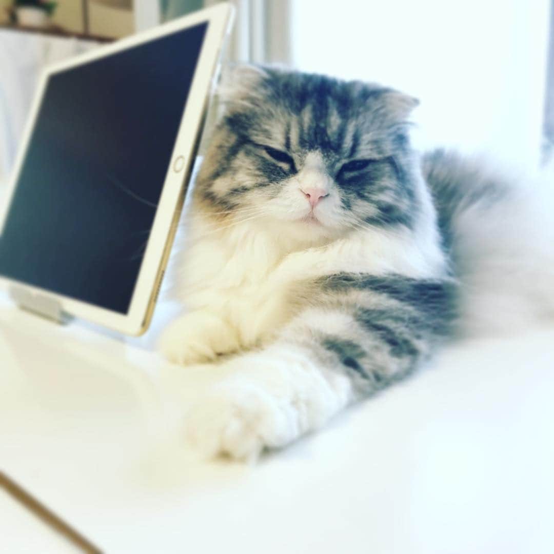 今日マチ子のインスタグラム：「ネルネさんが唯一苦手なもの、それは雷⚡️⚡️」