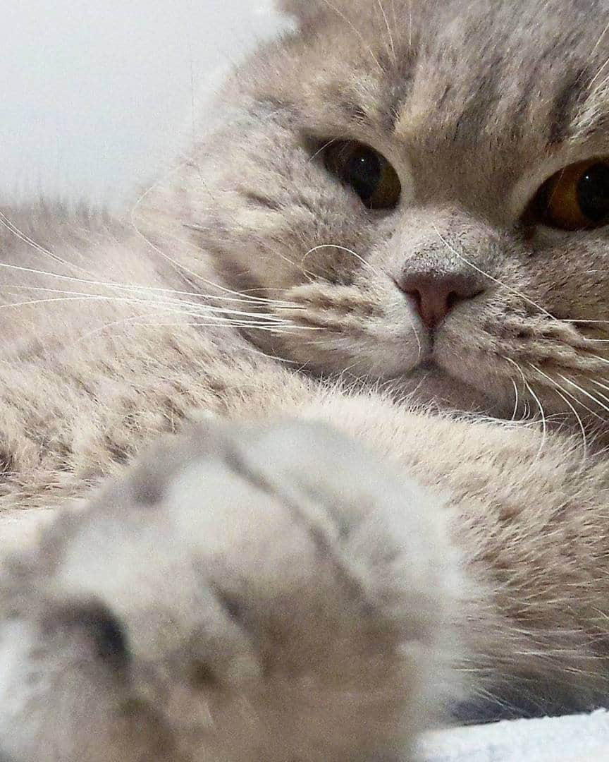 Любители котиковのインスタグラム：「Фото @bobobeyefendi  Хочешь попасть к нам на страницу ❓ 👉Отметь свое фото хэштегом #bestcatsinsta  Подписывайся - Subscribe! @ilyaenotov @ilyaenotov @ilyaenotov 🐈🐈🐈🐈🐈🐈🐈🐈🐈🐈🐈🐈🐈🐈🐈🐈🐈🐈🐈🐈🐈🐈🐈🐈🐈🐈🐈 #cat #kitten #kittens #кошка #кошки #котенок #котята #кот #котэ #котейка #котики #neko #katze #gato #gatto #kedi #köttur #kissanpentu #кішка #lovecats #funnycat #catoftheday」
