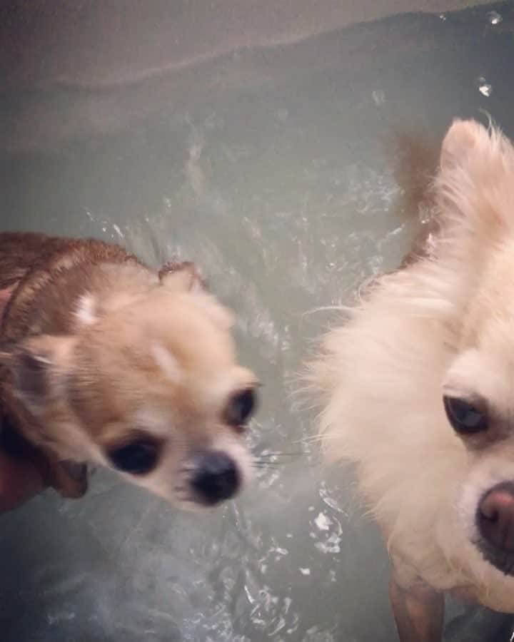 まち(Machi)のインスタグラム：「. お風呂の動画🏄‍♀️ . Bath time 🛀 . #chihuahua #chihuahuas #dog #instadog #chihuahuasofinstagram #chihuahuasofinstagram_  #weeklyfluff #doglover #chihuahualove #ふわもこ部 #happy #choco #azuki #omochi #チワワ #ちわわ #犬 #スムチー #ロンチー #igersjp #ふわもこ部」
