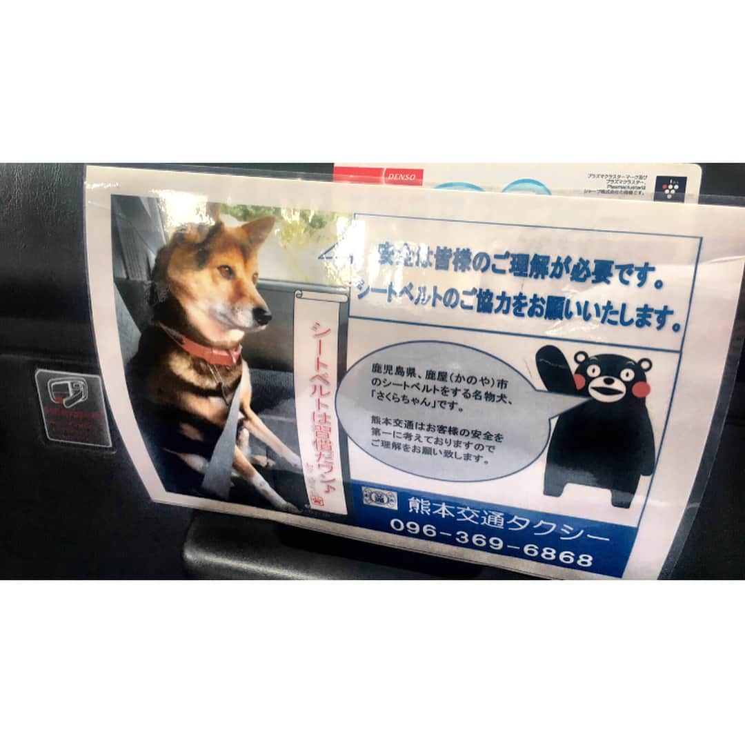 仲万美（Bambi Naka）さんのインスタグラム写真 - (仲万美（Bambi Naka）Instagram)「. 🎌九州ツアー 10日目🎌 10日目は熊本土産を買いに街に出ましたッ まずタクシーに乗ったら、タクシーがユニークで面白かった！ 観光案内クイズ！ワンちゃんもシートベルト！ これはタクシー乗ってても飽きないですね✨ . そして物産展に着いたら、、、、まさかの、、、くまモンショップ！！！！！！ 思わず、買ってしまったモン。 可愛かったぁ💓💓💓 でっかーーーいくまモン人形が欲しかった。。けど断念。。デカすぎモン。 そして、くまモンのお部屋に入って写真をパシャり📷 何もかも可愛かった。。モン じゃなくて熊本土産！！！！！！！！！ . 熊本土産は、 •菅乃屋 さんの 馬刺し •森からし蓮根 さんの 辛子蓮根 •かどの駄菓子屋 さんの 黒糖ドーナツ棒 •一番港しょうゆ •うにコロッケ (食べる際にまた写真載せます) 僕のお気に入りの物ばかり！！！🤤💓 待ち遠しいのぉ。 まず、熊本はお醤油から違うんです！！！知ってましたか？？ 僕は熊本のお醤油が大好きですッ 東京のお醤油は塩っ辛くて、実はちょっと苦手。。熊本のお醤油は甘いんですッ💓💓💓💓 東京の人には少し苦手な方もいるかもしれんけど、僕は好きですッ . (くまモンがピアノ弾いてるのすごくない？！)w . 実は、、、今日が最後の熊本の夜です。 なんだか寂しい。 10日間もおったけど、まだまだいたいです。。熊本は本当に良かとこです。 私の誇りであり、自慢の故郷です。 熊本の為に働くけんねッ！！ それでまた帰ってくるけんねッ！！！ 待っててね 熊本最後の日には、山鹿灯籠に行きます。 楽しみ 生の山鹿灯籠 随時更新します！ . #熊本 #物産展 #熊本土産 #馬刺し #辛子蓮根 #黒糖ドーナツ棒 #うにコロッケ #お醤油 #熊本の味 #ふるさとの味 #くまモン #くまモングッズ #くまモンのお部屋 #くまモンに会いたい #明日は山鹿灯籠 #山鹿  #BambiNaka」8月16日 1時07分 - 615_bambi