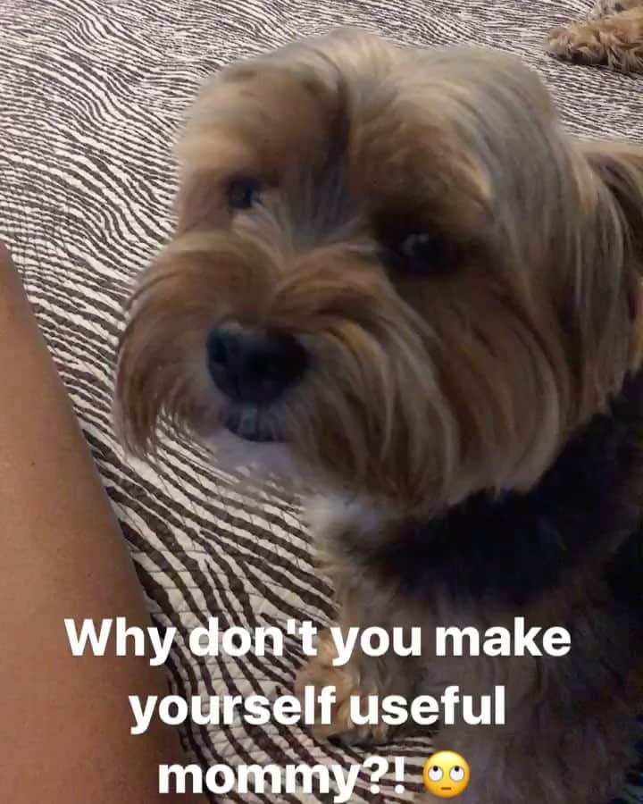 のインスタグラム：「My #Needy #Child Sammy! 😍 #LoveHim #YorkieMom #MyBabyBoy #SpoiledDog」