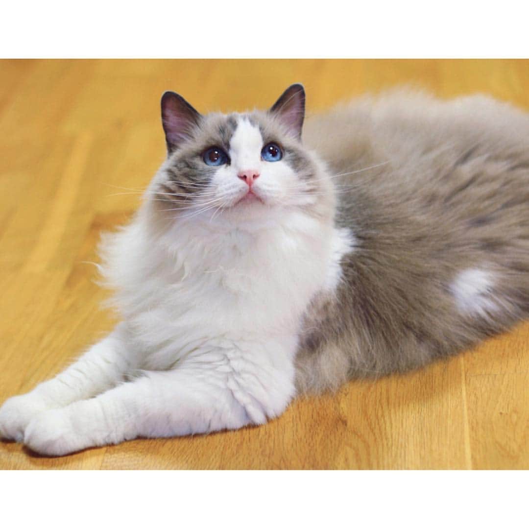 アンナのインスタグラム：「#cat #ragdoll #ragdollcat #neko #ネコ #ねこ #猫 #ラグドール」