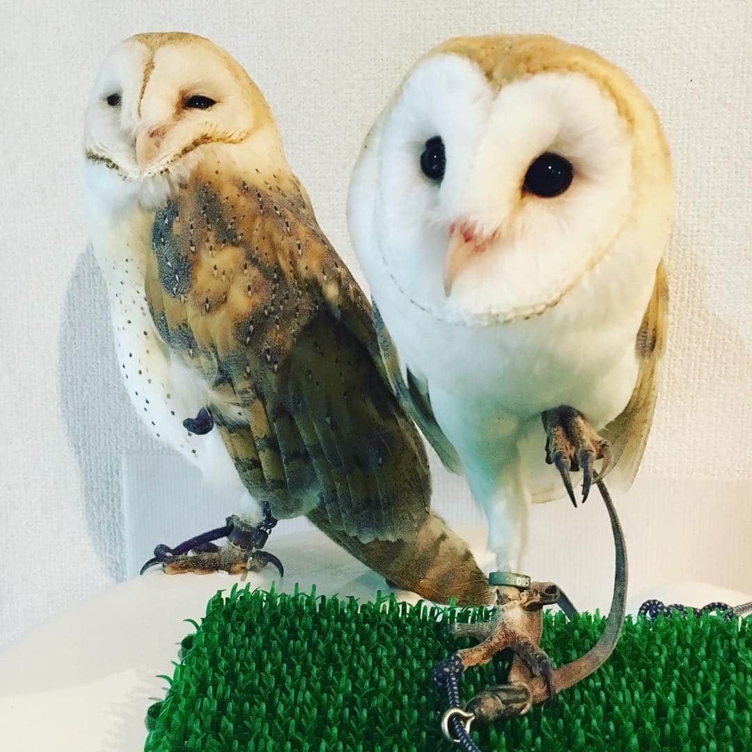 東城咲耶子のインスタグラム：「猫カフェに行ったけど、メンフクロウがちょーかわいかった(´ω`) #フクロウ #owl #メンフクロウ」