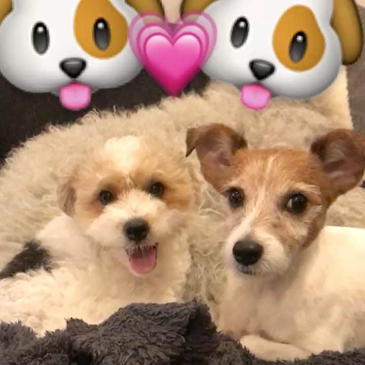 シュシュポポのインスタグラム：「🐶💗🐶 #ジャックラッセルテリア #シュシュポポ」