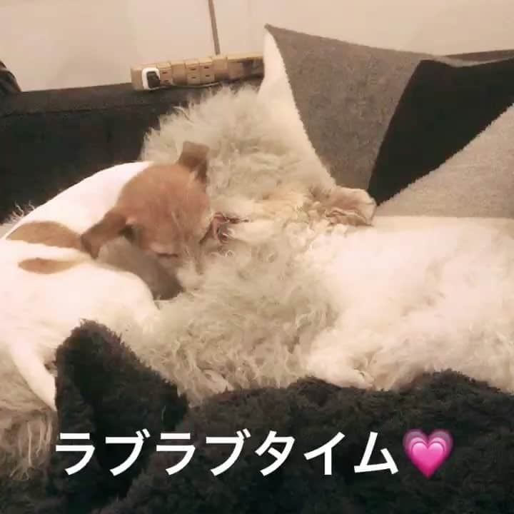 シュシュポポのインスタグラム