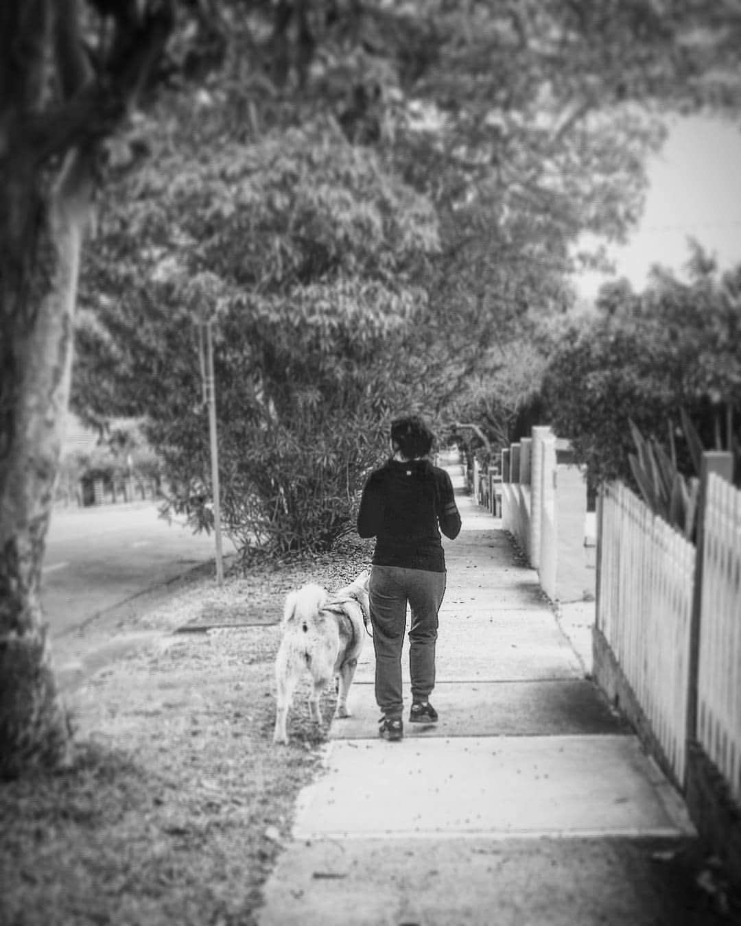 ダニエル・オブライエンのインスタグラム：「Happy walking into another year with your new friend @wee_mary_walks 🐶🚶🎂 . . . . . . . . #walk #winter #puppy #akita #akitainu #narlah #fitness #dog #blackandwhite #happybirthday」