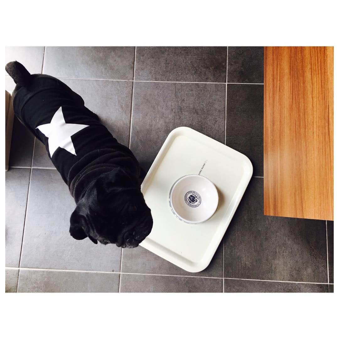 小森純さんのインスタグラム写真 - (小森純Instagram)「いくら食べても足りない君。🐶 いつも寝てる。食べる。マイペースな君。  大好き。  #愛犬#パグ#黒パグ#クロパグ#黒パグちゃん#ボス#ぼーちゃん#ボッピー#癒し犬#いやし#いやし犬」8月17日 20時26分 - jun.komori1122