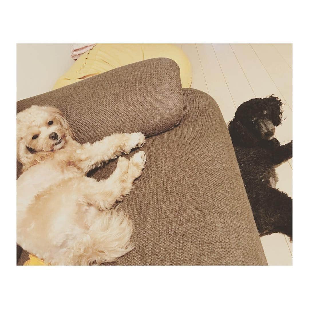 丸山桂里奈さんのインスタグラム写真 - (丸山桂里奈Instagram)「まったりまったりまーまーまー🐶左あんず(トイプー&マルチーズ)1歳メス。右すもも(トイプー)2歳メス。そーです、メスばかりでメスメスしてます我が家😻😍🌹乙女臭が漂い、なんだかんだで仲良し組です🐶🙋👩‍👩‍👧💗 お犬様の話ですが、赤ちゃんと同じくらいな癒し効果があるらしいです💡💭すっごごごごー。 兎にも角にも、夜になりそうなので動き出します👯🤝 #丸山家 #かりな #すもも #あんず #家族 #🐶だランド #乙女臭がたまに臭い #むんむんむん #お肌や毛並みにも機嫌がある #いい意味で #インスタバエ」8月18日 18時51分 - karinamaruyama