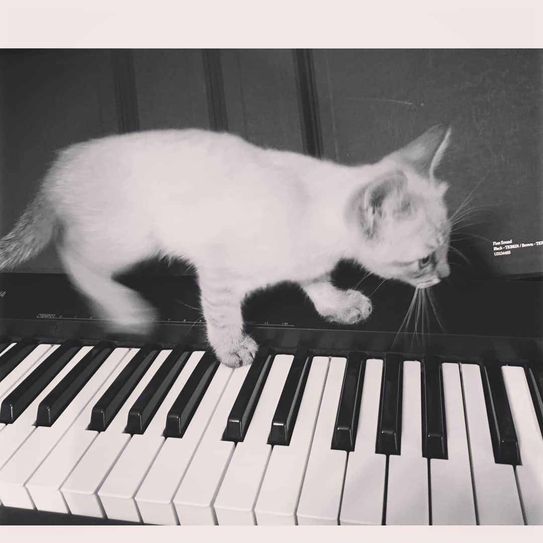 大山百合香さんのインスタグラム写真 - (大山百合香Instagram)「仕事がはかどらない。 邪魔だけど可愛くて気持ちよさそうだから 退けれない。。 クゥ。。😭 #猫のクゥ #猫ふんじゃった #ねこすたぐらむ」8月18日 19時45分 - ohyamayurika