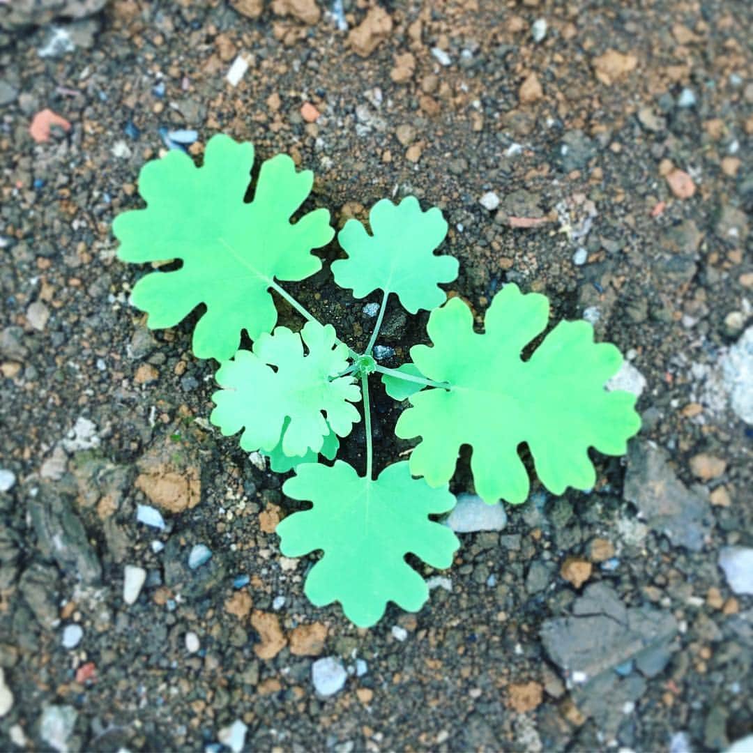 高岡早紀 さんのインスタグラム写真 - (高岡早紀 Instagram)「空き地で見つけた葉っぱ。 これは何の葉っぱなの⁇ めちゃめちゃカワイイっ❣️」8月19日 15時58分 - saki_takaoka