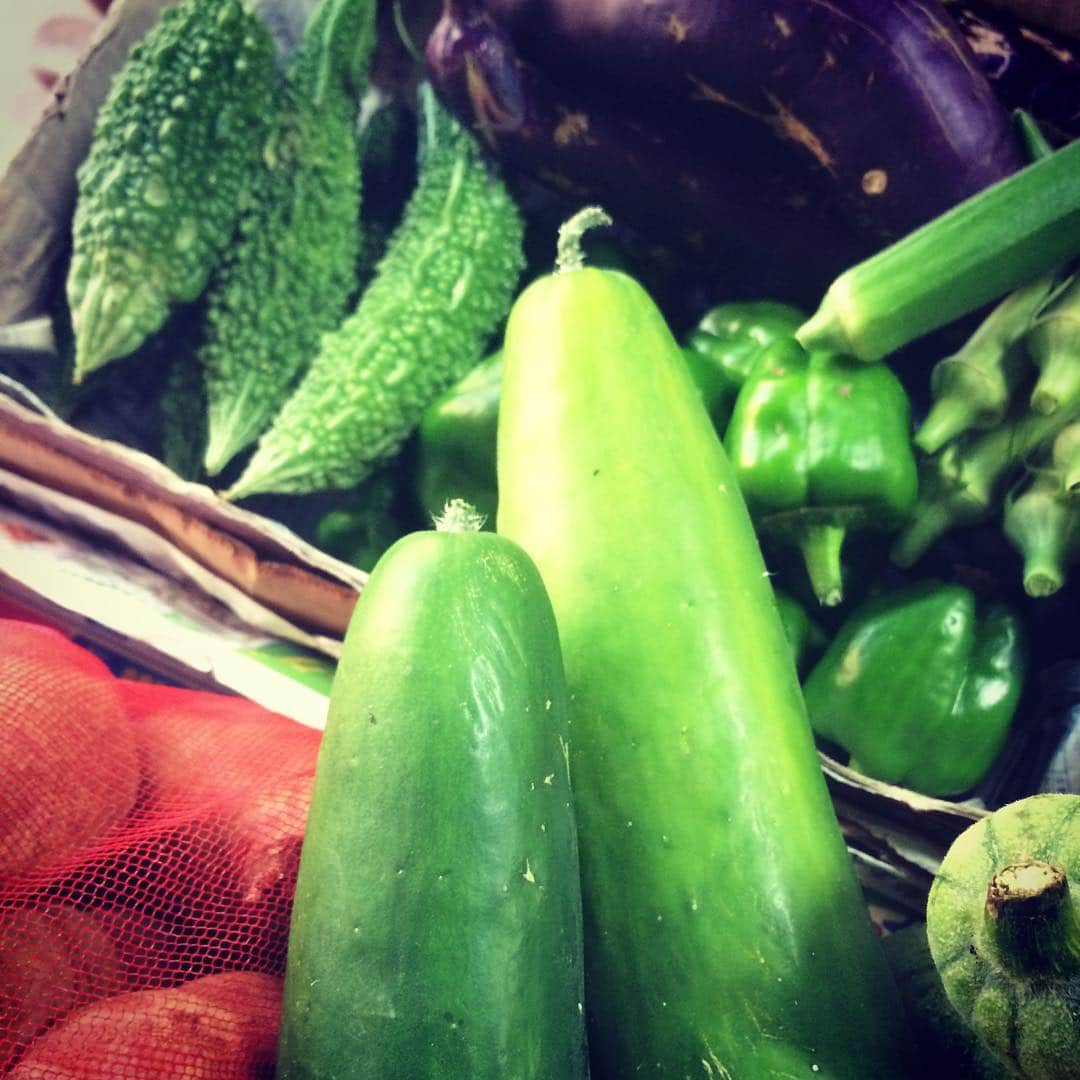 孫六のインスタグラム：「きゅうりは育ちすぎ？  完全無農薬野菜  #food #vegetables #japan #okinawa #野菜 #沖縄」