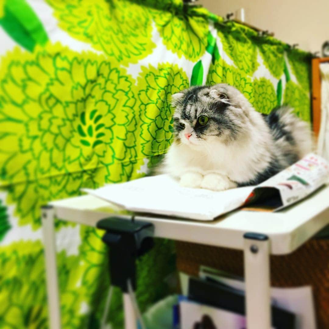 今日マチ子のインスタグラム：「ワゴンに乗って出かけるネルネさん」