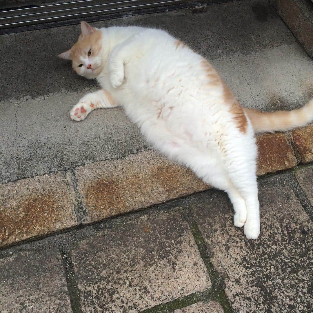 月亭太遊さんのインスタグラム写真 - (月亭太遊Instagram)「#別府猫 #FAT #CAT #猫 #ネコ #ねこ #アザラシ？」7月26日 20時45分 - taiyuexpo2025