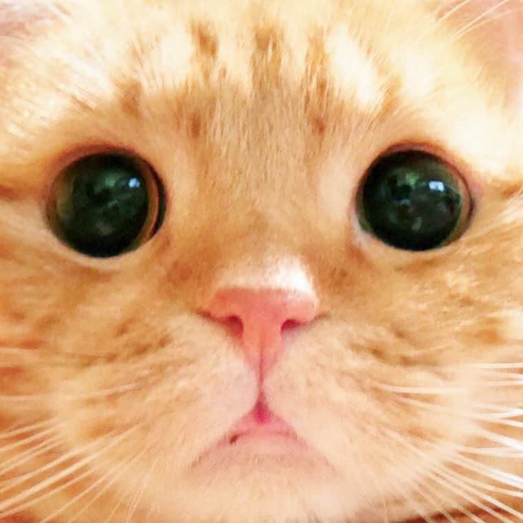ashmiemuのインスタグラム：「Kiss♡ . Thank you always for your kind comments! . チュー . いつも優しいコメントをありがとうございます☻﻿ 最近お返事が遅くなってしまってすみません☹﻿」