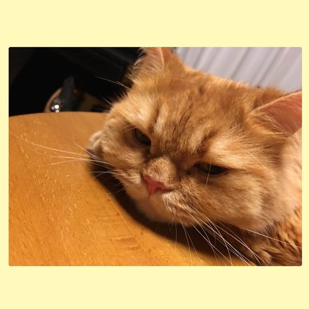 木月沙織のインスタグラム：「レオさんねむねむなう(●´⌓`●) #にゃー #愛猫 #cat #pet #ねむねむ #ナポレオン #メヌエット #猫 #夏バテ #なう #かわいい #catstagram #petstagram #catsofinstagram #mypet #napoleon #menuett」