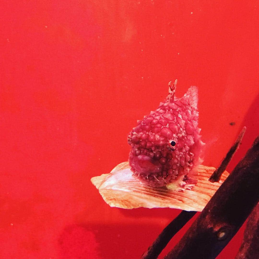 とよた真帆さんのインスタグラム写真 - (とよた真帆Instagram)「ノシャップ岬の水族館に行ったらコイツに遭遇😄可愛かった  #初めまして #ホタテ に#乗って#一休み #お名前 #なんだっけ ？#可愛い ね#いつまでも#元気 でね#cute #fish #love #likes #hello」7月27日 22時22分 - maho_toyota