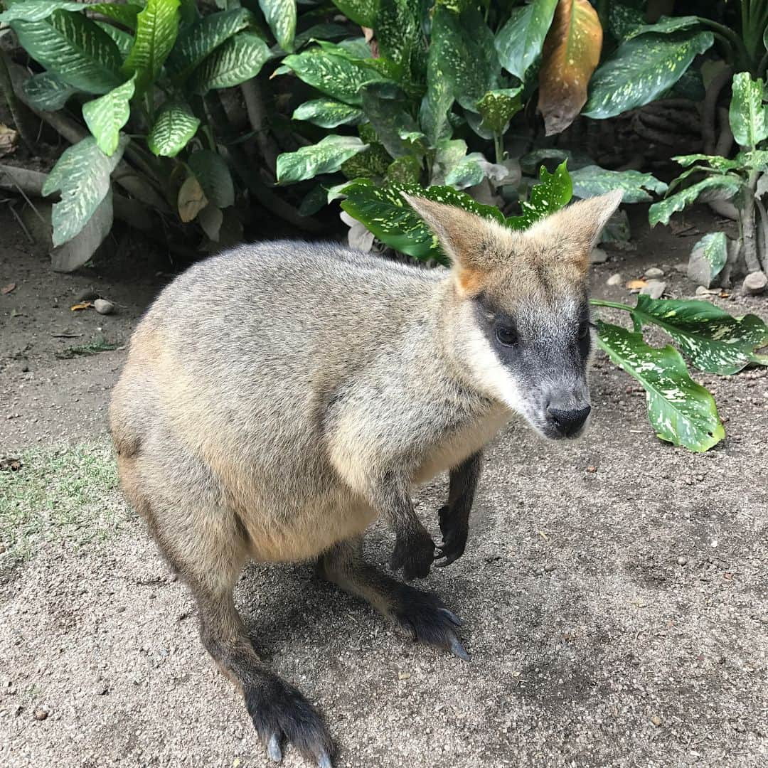 武田紗季さんのインスタグラム写真 - (武田紗季Instagram)「Throw back Australia🇦🇺 #tbt #Australia #koala #kuranda #キュランダ」7月27日 23時02分 - __sakii.___