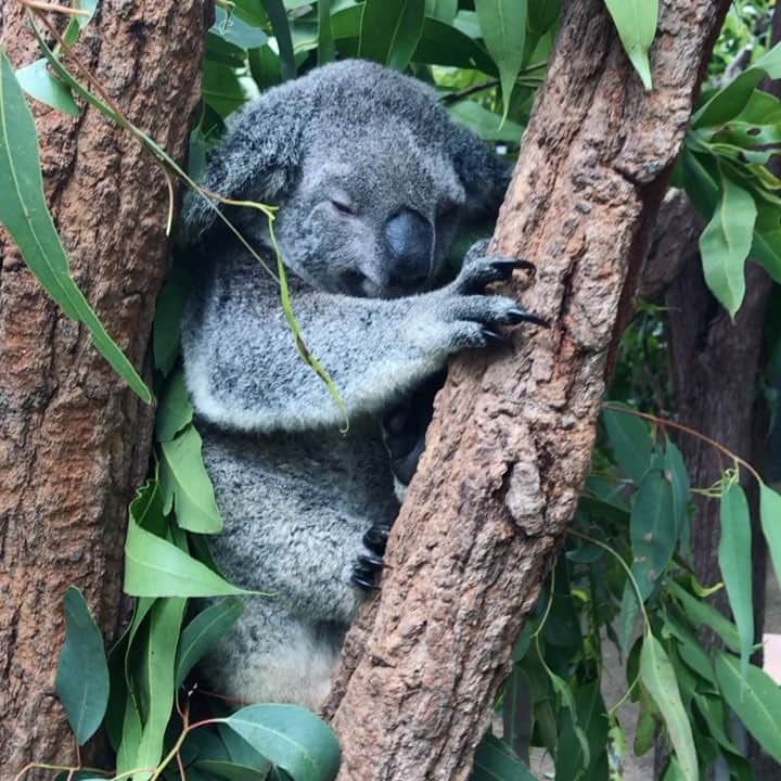 武田紗季のインスタグラム：「Throw back Australia🇦🇺 #tbt #Australia #koala #kuranda #キュランダ」