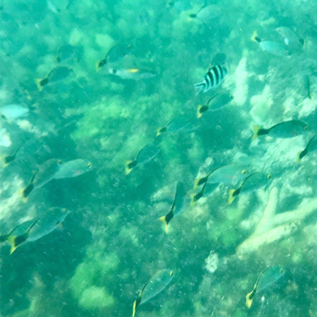 武田紗季さんのインスタグラム写真 - (武田紗季Instagram)「Green Island 🐠🏝 #tbt #snorkeling #Greenisland #ダイビングしたい」7月27日 23時10分 - __sakii.___