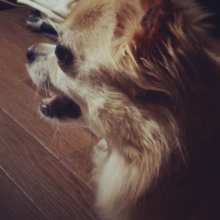 瀬谷ひかるのインスタグラム：「ハプニング大賞🤗(無事です)」