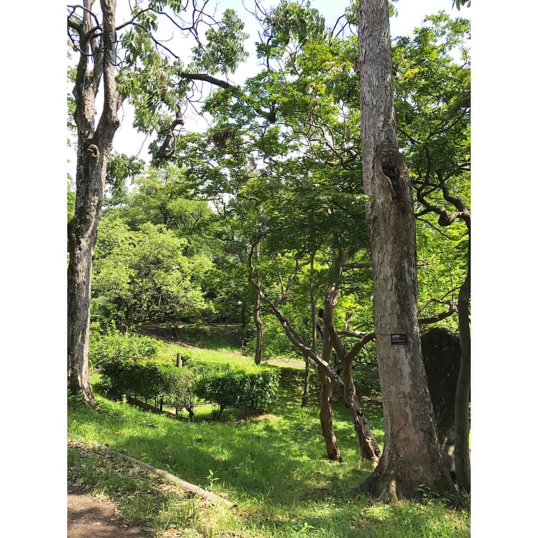 藤森香衣さんのインスタグラム写真 - (藤森香衣Instagram)「木が茂っているところが、お城があった所で 手前がお堀。 ・ お堀が うねっているのは、「鬼門除け」としてわざと削ったそう。 ・ そのせいか、お城があったところは、 とても良い気が流れてました🌿  #上田城跡 #お堀」7月28日 11時38分 - kaefujimori