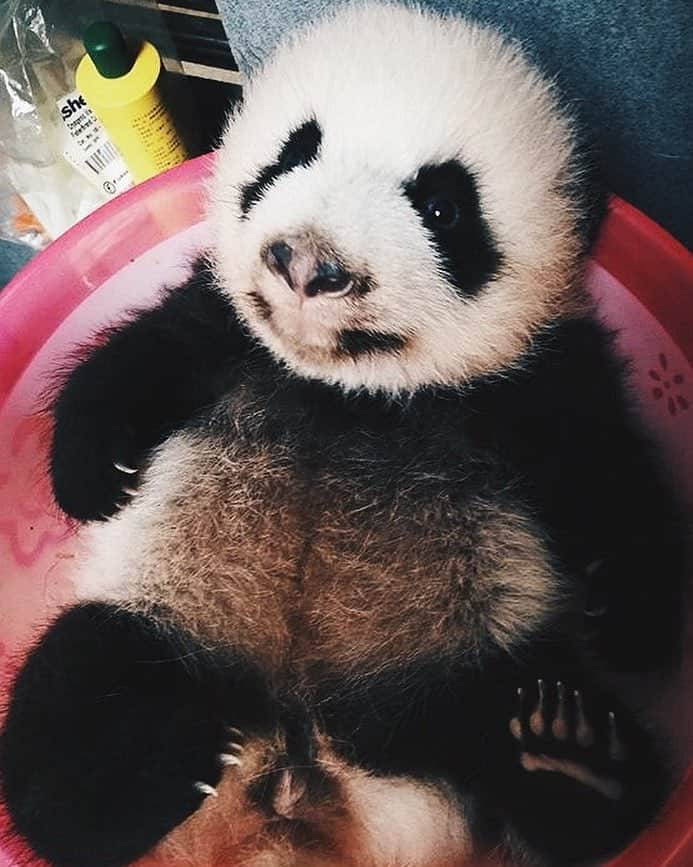 PANDASのインスタグラム：「#panda #pandas #babypanda #giantpanda #pandabear #bear #pandagram #instapanda #pandaswag #pandalove #animals #animal #pet #TagsForLikes #dog #cat #dogs #cats #photooftheday #cute #pets #instagood #animales #cute #love #nature #animallovers #pets_of_instagram #petstagram #petsagram」