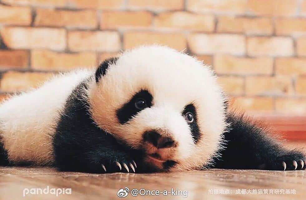 PANDASのインスタグラム：「#panda #pandas #babypanda #giantpanda #pandabear #bear #pandagram #instapanda #pandaswag #pandalove #animals #animal #pet #TagsForLikes #dog #cat #dogs #cats #photooftheday #cute #pets #instagood #animales #cute #love #nature #animallovers #pets_of_instagram #petstagram #petsagram」