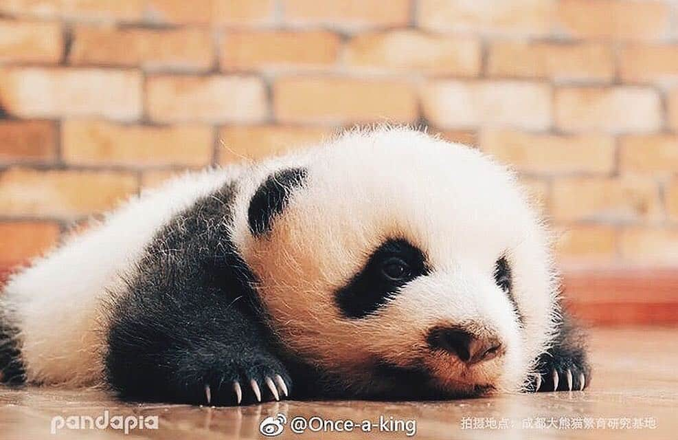 PANDASのインスタグラム：「#panda #pandas #babypanda #giantpanda #pandabear #bear #pandagram #instapanda #pandaswag #pandalove #animals #animal #pet #TagsForLikes #dog #cat #dogs #cats #photooftheday #cute #pets #instagood #animales #cute #love #nature #animallovers #pets_of_instagram #petstagram #petsagram」