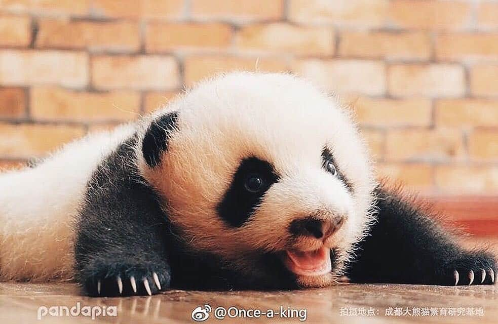 PANDASのインスタグラム：「#panda #pandas #babypanda #giantpanda #pandabear #bear #pandagram #instapanda #pandaswag #pandalove #animals #animal #pet #TagsForLikes #dog #cat #dogs #cats #photooftheday #cute #pets #instagood #animales #cute #love #nature #animallovers #pets_of_instagram #petstagram #petsagram」