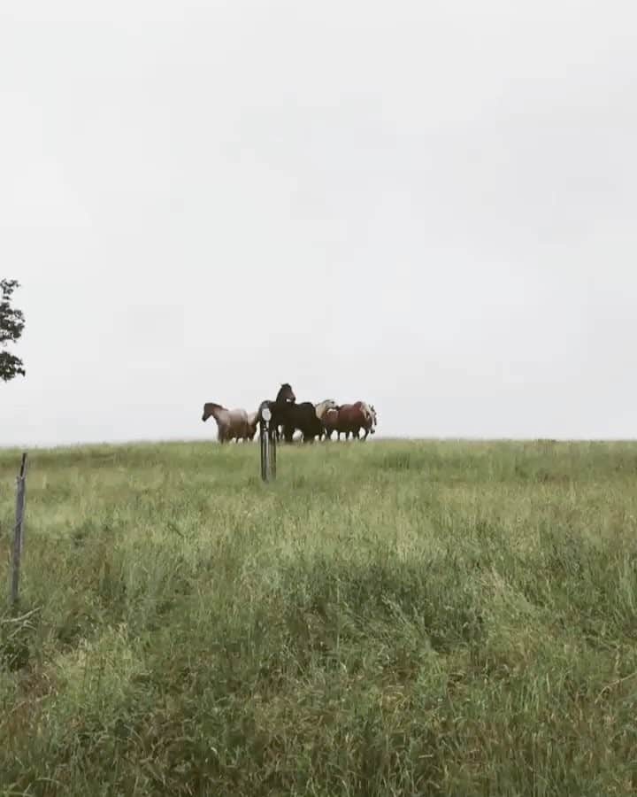 のインスタグラム：「That's moving. . . いつも懐こい集団の馬。この放牧の馬さん達は色んな場所に放牧されていて幸せだと思う。 この所あまり夏らしい写真まだ撮れてなくてこのまま夏が終わりそうな予感。ヤバイ。 . #watchthisinstagood #instagramjapan #iphone #instagrammovie#instagramvideo #TheWeekOnInstagram」