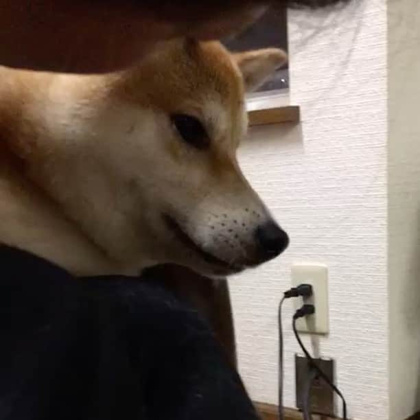 柴犬⭐️サスケのグルメインスタ