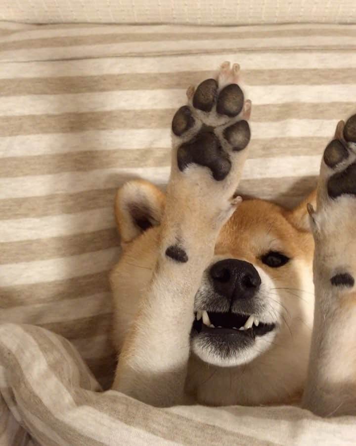 マロたんのインスタグラム：「のびー🐾してるマロたんで遊ぶ #shiba #shibainu  #weeklyfluff #ilovemydog #cute #love #kawaii」