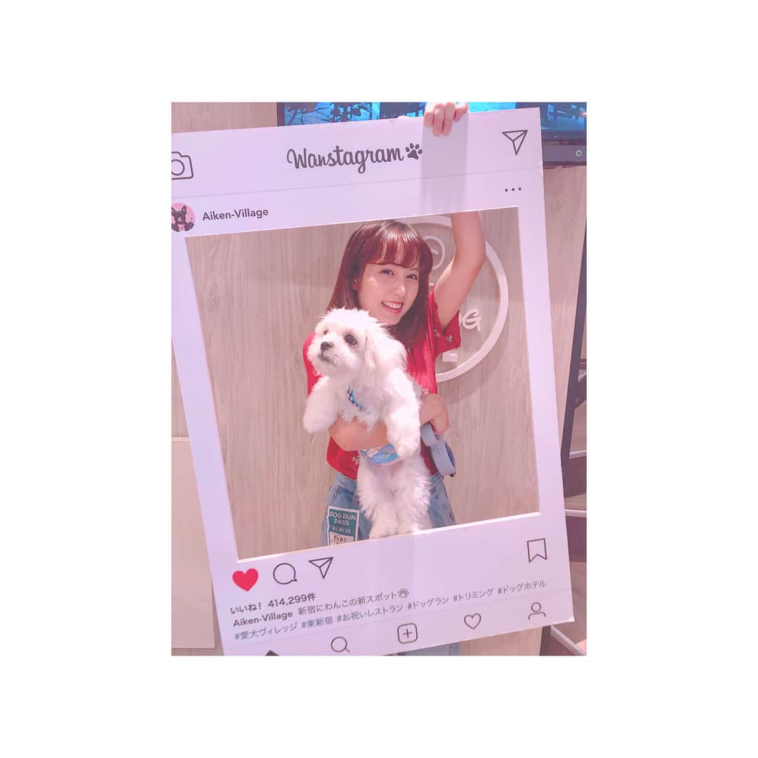 前田美里のインスタグラム：「はじめてのドッグラン。🐾💭 #愛犬ビレッジ #ドッグラン  #ペキビション #ペキニーズ #ビションフリーゼ #ミックス #mix犬 #ハーフ犬 #子犬 #愛犬 #ふわもこ部 #ファインダー越しの私の世界 #写真好きな人と繋がりたい #wanstagram」