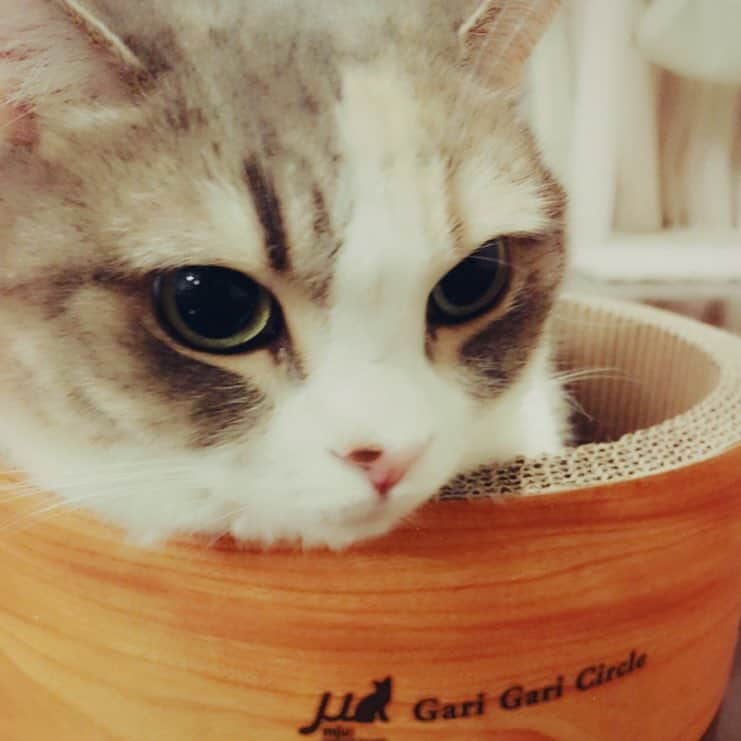 高橋みなみのインスタグラム：「はぁ、、癒し 可愛い😭  #love  #cute  #catstagram  #cat  #ねこすたぐらむ  #ねこ #ふわもこ部  #マンチカン」