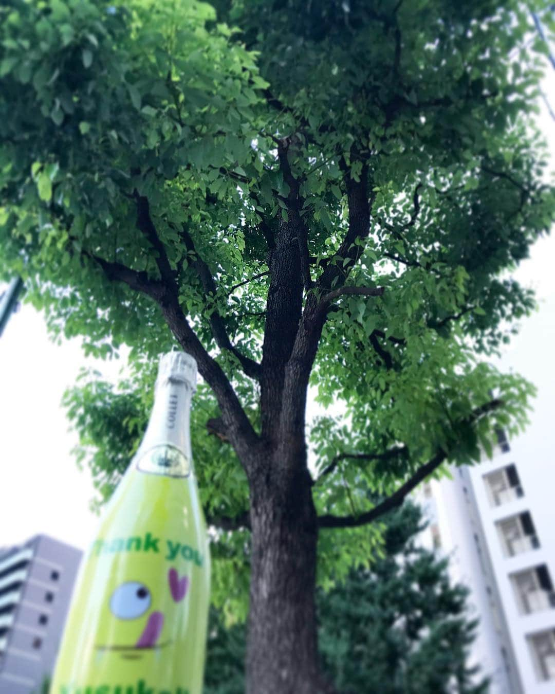 #JACKBOTTLE®︎さんのインスタグラム写真 - (#JACKBOTTLE®︎Instagram)「都会のオアシス🌳  #jackbottle #champagne #flowers #birthdayparty #birthdaypresent #marilynmonroe #anniversary #gift #bbq #ジャックボトル #デザインボトル #シャンパン #プレゼント #記念日 #誕生日プレゼント#プレゼント #サプライズ #当日発送」7月31日 19時07分 - jackbottle_official