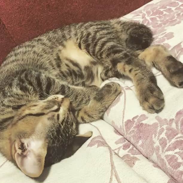 一色嶺奈のインスタグラム：「猫が寝てる時たまになるピクピク面白い笑 銀ちゃん笑笑笑 #ねこすたぐらむ」