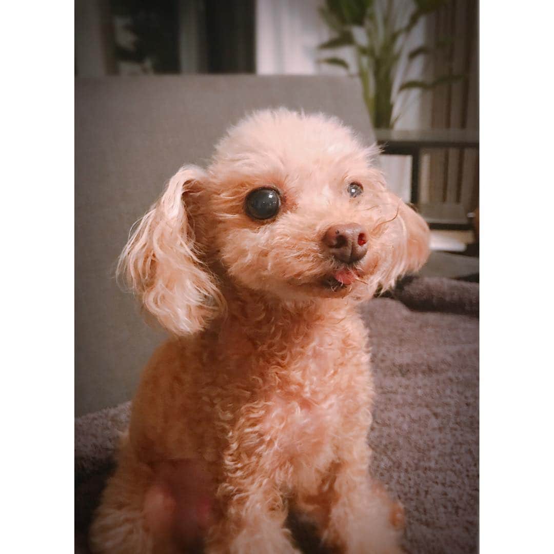 佐々木希さんのインスタグラム写真 - (佐々木希Instagram)「ただいまー！ いつものベロ出しながらお出迎え🐶  #愛犬」8月1日 22時42分 - nozomisasaki_official