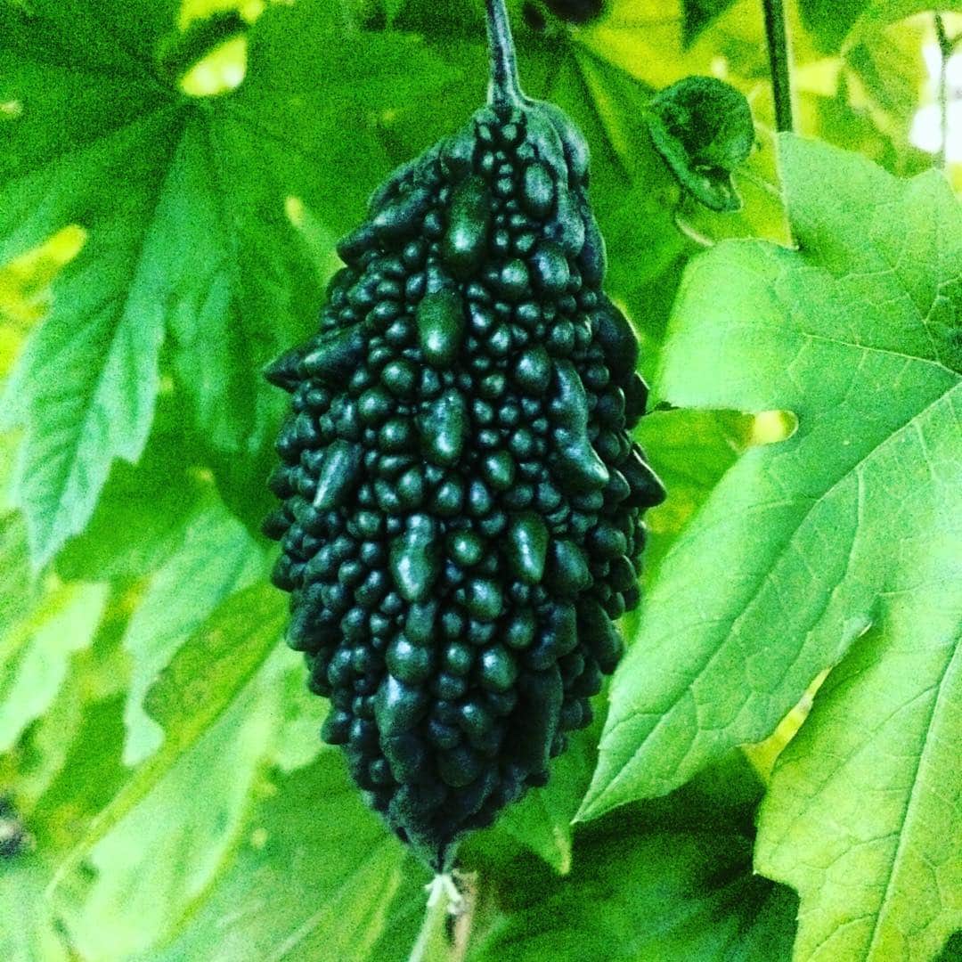 孫六のインスタグラム：「ちっ茶、ゴーヤー発見！きゃわたん  #bittermelon #food #食材」