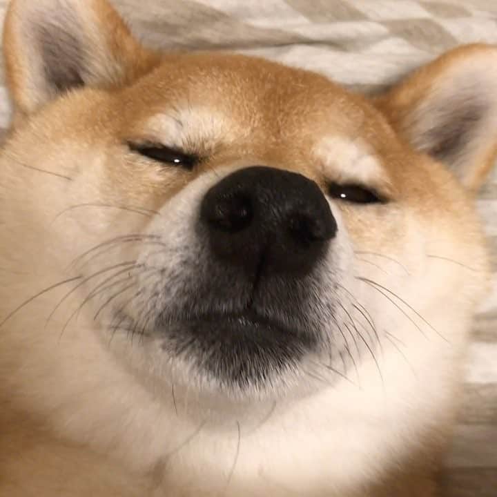 マロたんのインスタグラム：「Good night! ぬいぐるみ疑惑…眠い眠い #CHEMISTRYなつい #shiba #shibainu  #weeklyfluff #ilovemydog #cute #love #kawaii」