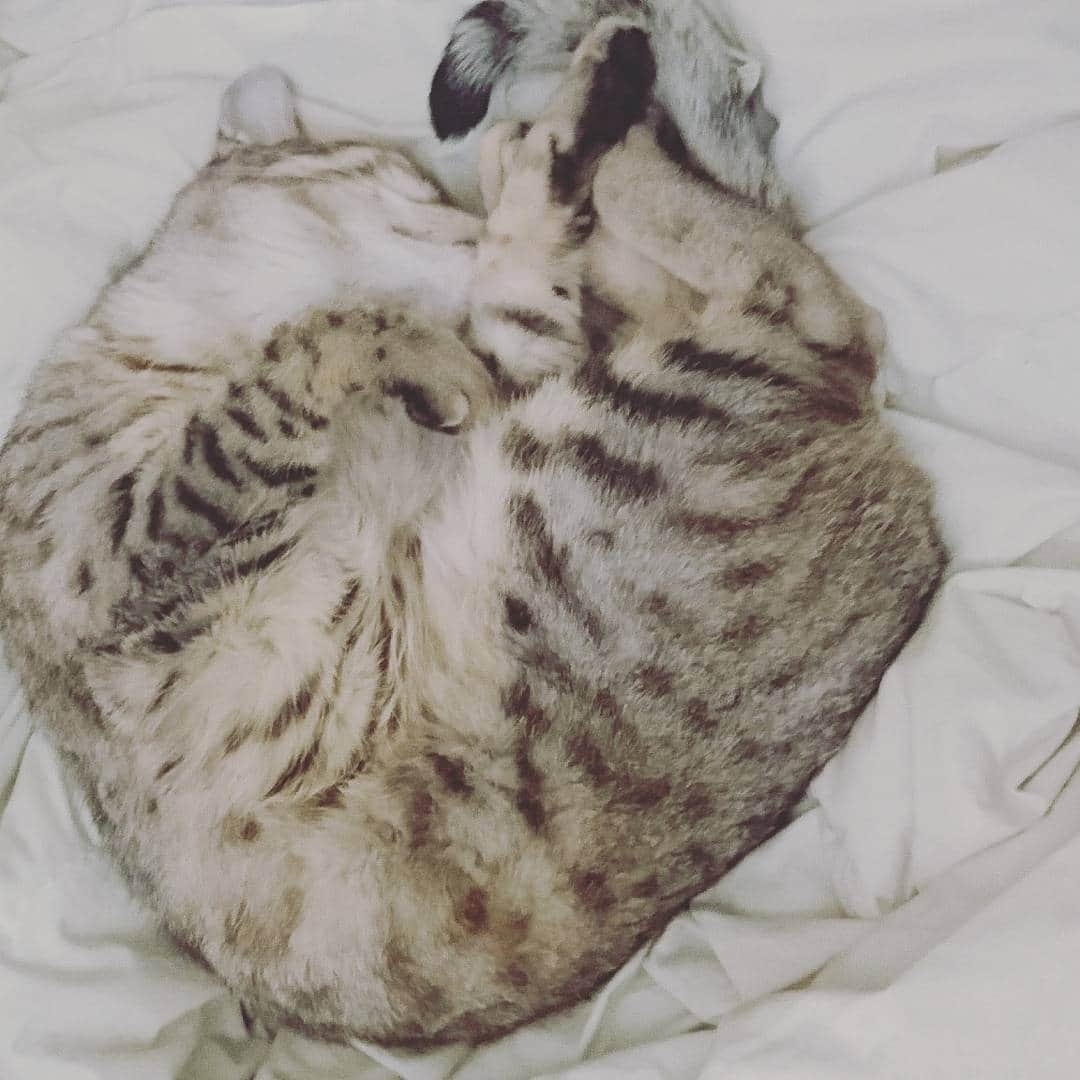 タイタンさんのインスタグラム写真 - (タイタンInstagram)「Naps are prime.  #cat #catsofworld #catstagram #catsofinsta #catsruleeverythingaroundme #cats🐱 #catsofig #kittycat #kittys #kitty😻 #meow🐱 #meow😻 #meow🐾 #meow #neko #feline #titanthemiraclekitten #titan」8月4日 9時37分 - titanthemiraclekitten