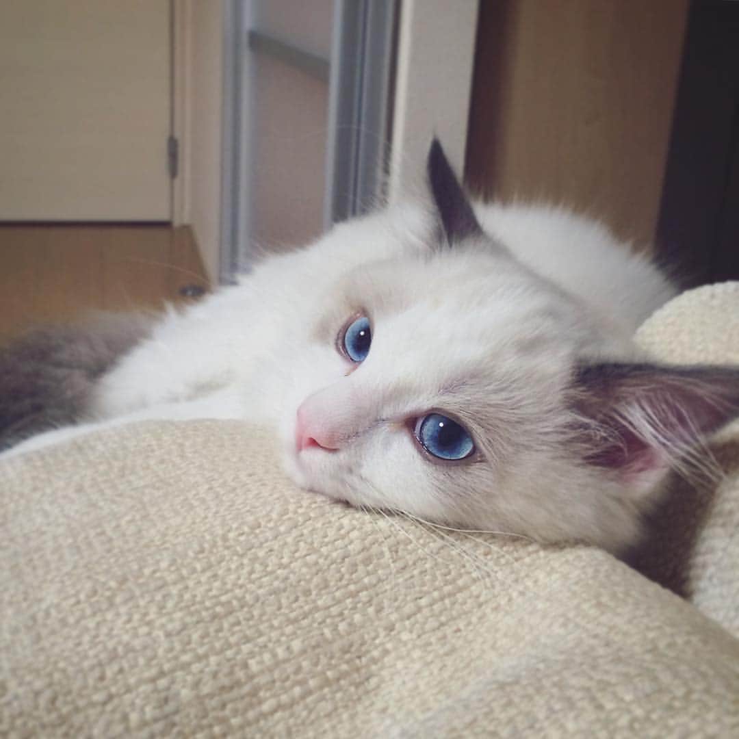 ポテトのインスタグラム：「ヤダッ…イケメンッ…/// 😍🙈💘😼✨💎 #ragdoll #ragdollcat #ragdollsofinstagram #instaragdoll #instacat #instagramcats #catsofinstagram #catlove #adorable #aww #pet #cat #neko #ラグドール #猫 #ネコ #ねこ #ねこ部」