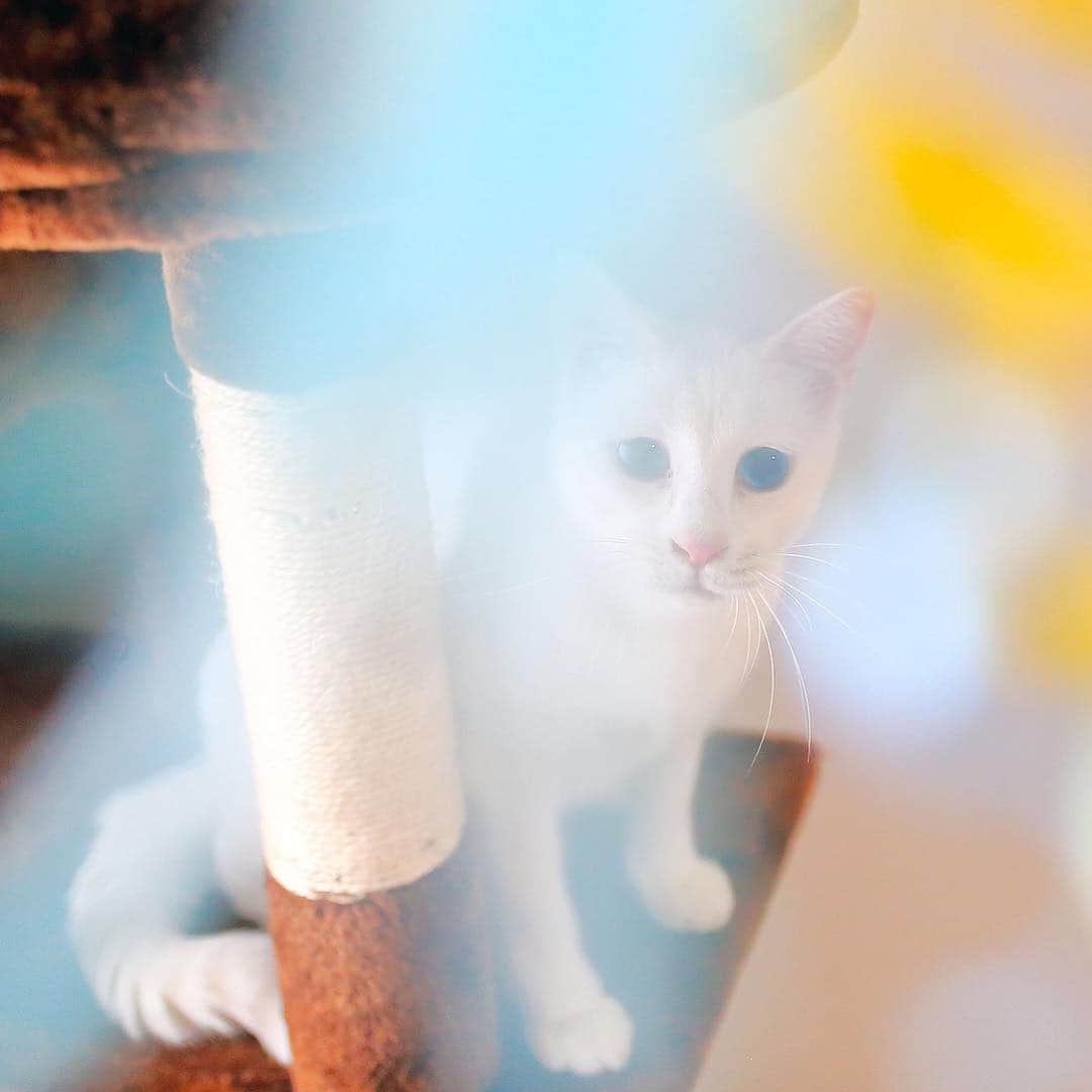 プンクマさんのインスタグラム写真 - (プンクマInstagram)「キラキラ青彩。 さて、ねこ休み展に行って来ます。 15時頃まで在廊しております。 #ねこ休み展 #ねこ休み展_夏_2017 #青彩 #家猫プロジェクト #猫 #ねこ #ねこ部 #写真 #cat #cute #catsofinstagram #neko #picture #photo」8月5日 11時47分 - pnkm913