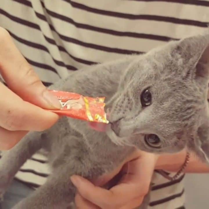 ミヌのインスタグラム：「맛있고 신나는 간식시간 🐾  #심바 #냥스타그램 #고양이 #cat #ねこ #아깽이 #고양이간식 #챠오츄르 #비닐은먹는거아니다 #러시안블루 #집사그램」