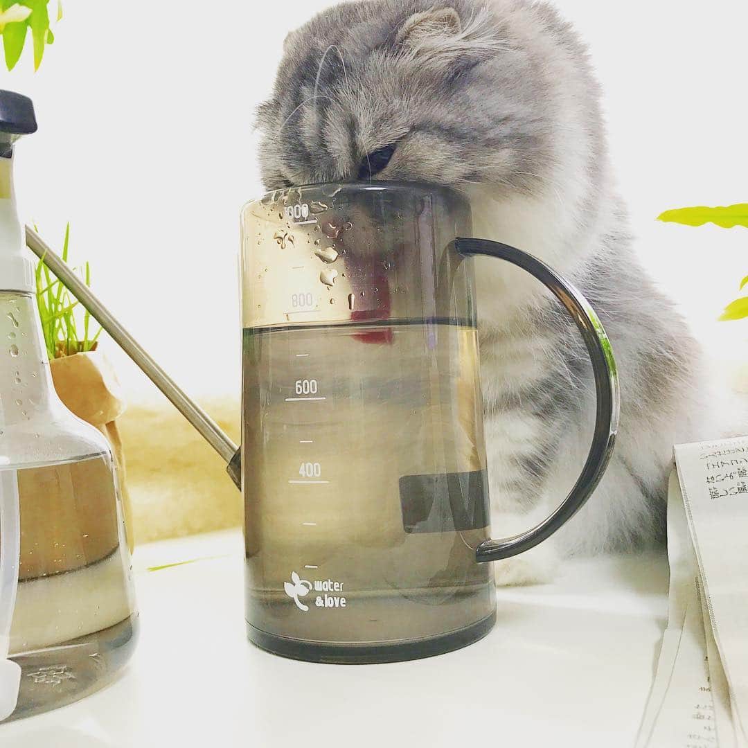 今日マチ子さんのインスタグラム写真 - (今日マチ子Instagram)「ジョーロの水を飲むネルネさん」8月5日 21時46分 - machikomemo